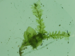 Lophocolea heterophylla