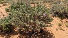 Eremophila rotundifolia