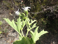 Pelargonium ribifolium