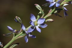 Thelymitra grandiflora