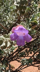 Eremophila rotundifolia