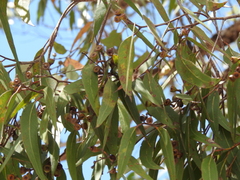 Eucalyptus latisinensis