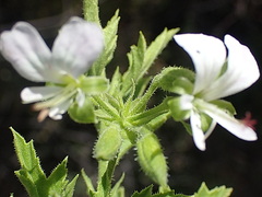 Pelargonium ribifolium