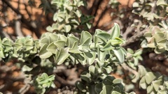 Eremophila rotundifolia