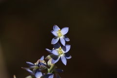 Thelymitra grandiflora