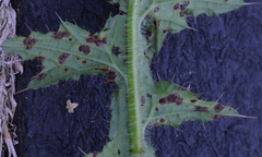 Puccinia cnici-oleracei