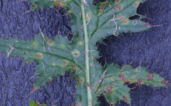 Puccinia cnici-oleracei