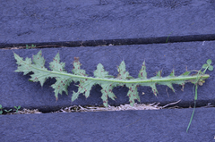 Puccinia cnici-oleracei