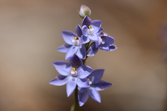 Thelymitra × truncata