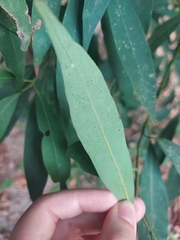 Machilus