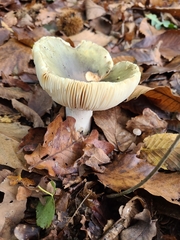 Heterophyllidia
