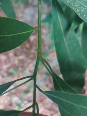 Machilus