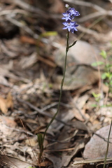 Thelymitra × truncata