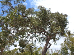 Eucalyptus latisinensis