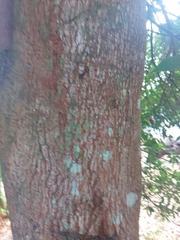 Machilus