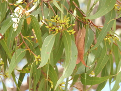 Eucalyptus latisinensis