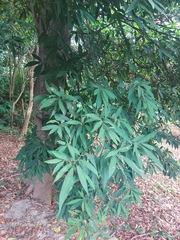 Machilus