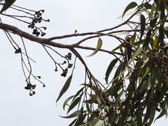 Eucalyptus latisinensis