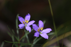 Cheiranthera alternifolia