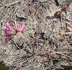 Pelargonium multicaule