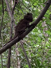Gonocephalus bornensis