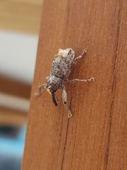 Orthorhinus