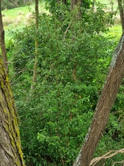 Coprosma ×cunninghamii
