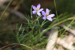 Cheiranthera alternifolia