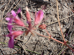 Pelargonium multicaule
