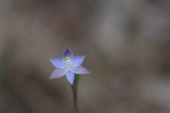Thelymitra pauciflora