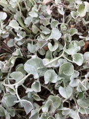 Dichondra argentea