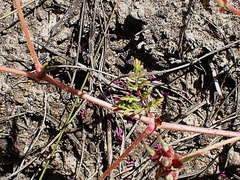 Pelargonium multicaule