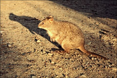 Thylogale billardierii