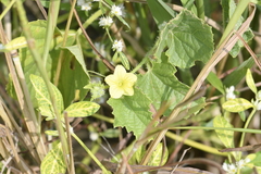 Cucumis sativus hardwickii
