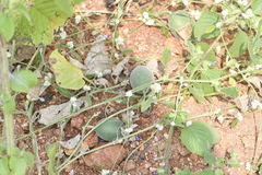 Cucumis sativus hardwickii