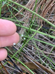 Platysace linearifolia