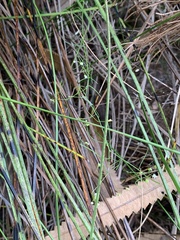 Platysace linearifolia