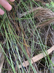 Platysace linearifolia