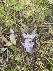 Moraea