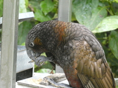 Nestor meridionalis septentrionalis