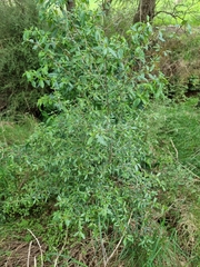 Coprosma ×cunninghamii
