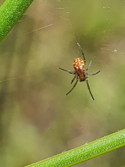 Araneidae