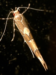 Pyroderces apparitella