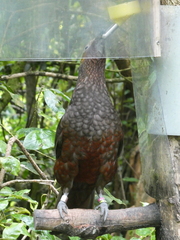 Nestor meridionalis septentrionalis