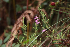 Erica ciliaris
