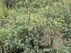 Crotalaria pallida