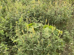 Crotalaria pallida