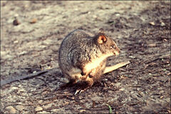 Thylogale billardierii