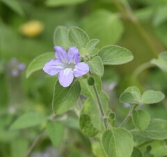 Ruellia prostrata
