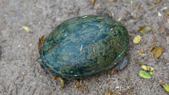 Kinosternon hirtipes murrayi